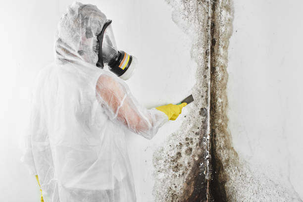 Best Health and Safety Mold Remediation in Omaha, TX