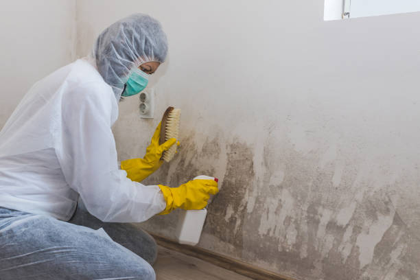Best Insurance-Related Mold Remediation in Omaha, TX