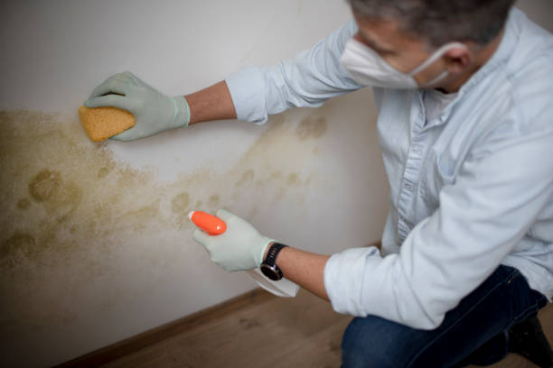 Best White Mold Remediation in Omaha, TX