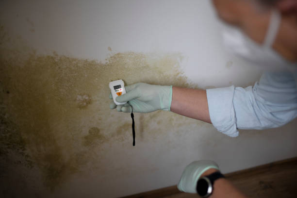 Best Attic Mold Remediation in Omaha, TX