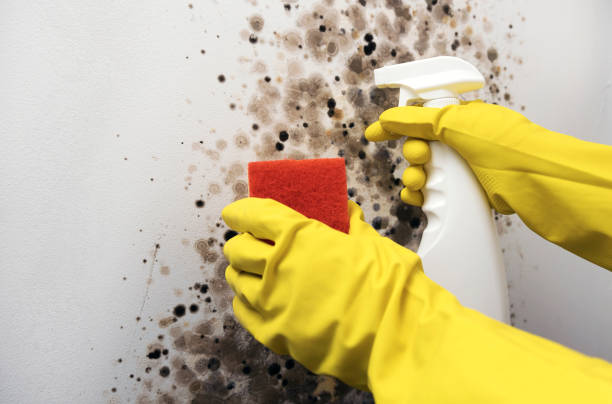  Omaha, TX Mold Removal Pros