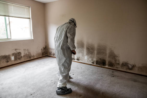 Best Kitchen Mold Remediation in Omaha, TX