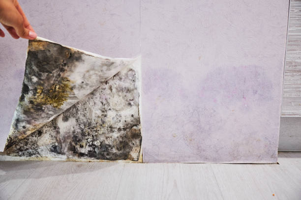Best Black Mold Remediation in Omaha, TX